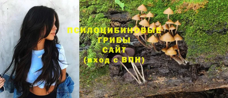 Галлюциногенные грибы Psilocybe  Верхнеуральск 